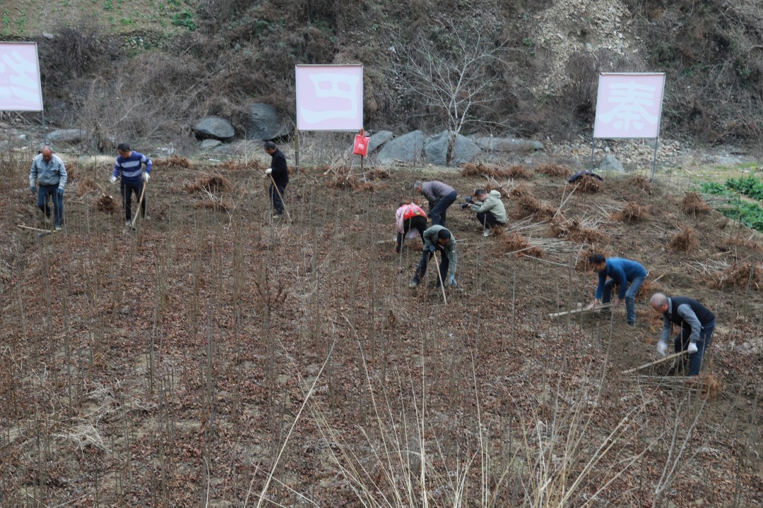 岚皋县：把致富希望种在“椿”天里 助力农户持续增收